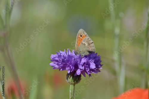 Papillon fadet commun photo