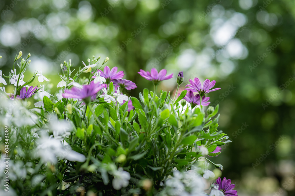 Beautiful purple American daisy flowers and white lobelia flowers. balcony. Large blurry trees in the background
