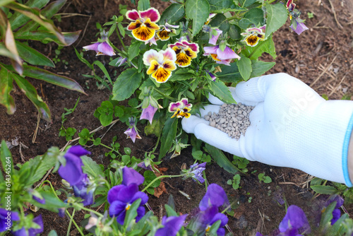 Farmer hands in gloves giving chemical fertilizer to flowers. fertilize organic garden