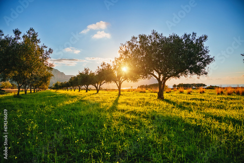 A garden of olive trees in the evening sunlight in spring time.