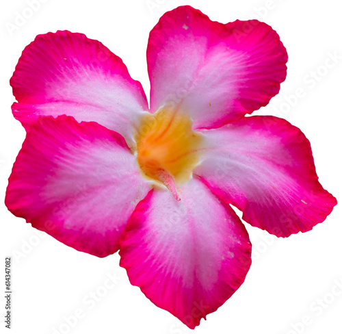Five-pental pink adenium flower