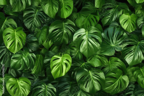 Tropical leaves, dark green foliage, abstract nature background