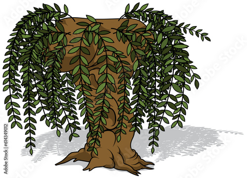 Brown Willow Tree with Long...