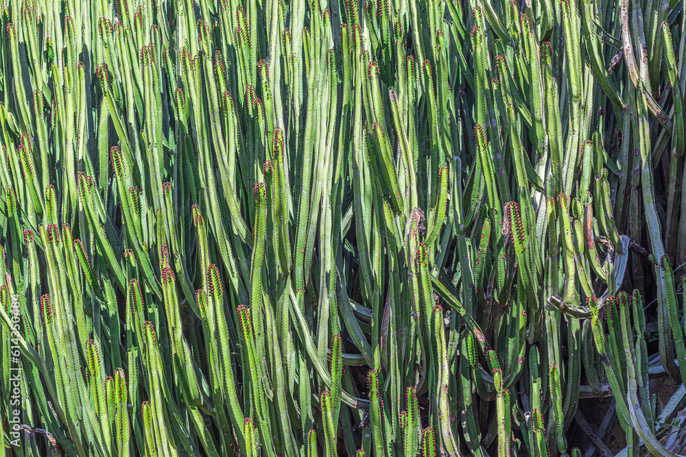 Obraz premium Close-up of Candelabrum spurge (Euphorbia candelabrum) cactus