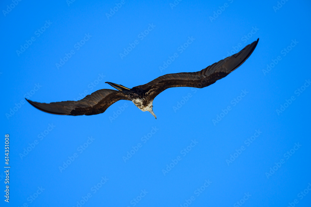 Seagull flying in the sky with outstretched wings Seagull flying in the sky with outstretched wings