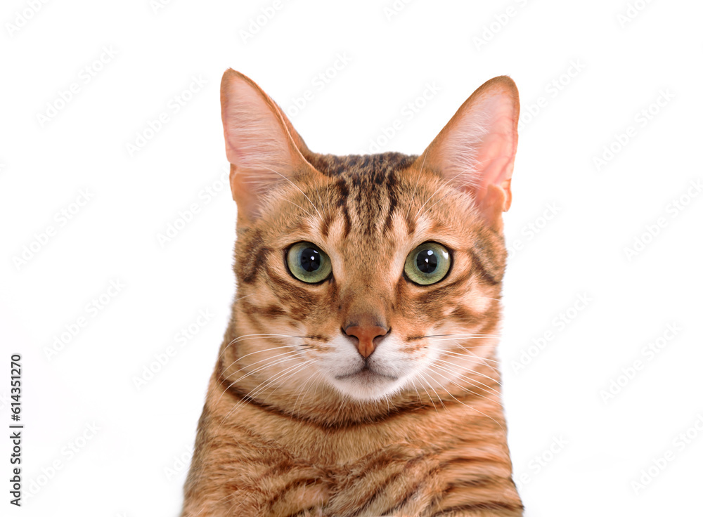 cat looking at camera isolated on white background cat looking at camera isolated on white background