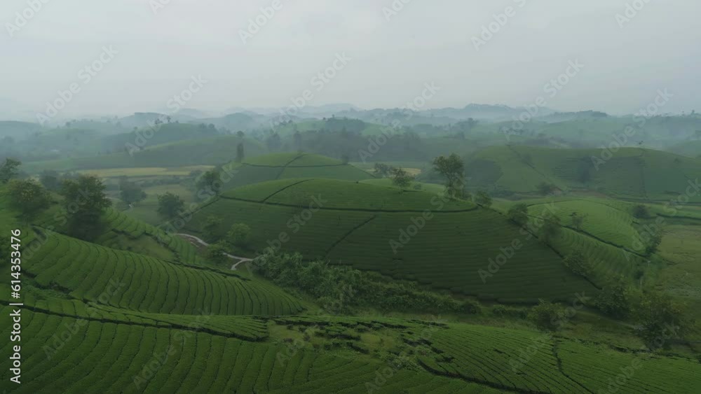 Aerial top view of green fresh tea or strawberry farm, agricultural plant fields with mountain hills in Asia. Rural area. Farm pattern texture. Nature landscape background, Long Coc, Vietnam. Aerial top view of green fresh tea or strawberry farm, agricultural plant fields with mountain hills in Asia. Rural area. Farm pattern texture. Nature landscape background, Long Coc, Vietnam.