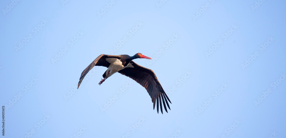 Fototapeta premium Black stork ciconia flies across the blue sky to hunt.