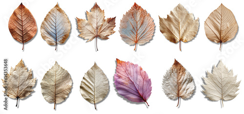 different types of dried leaves with shadow, on a transparent background, Generative AI