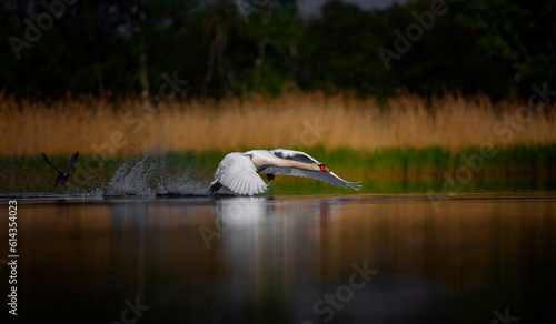 Amazing Swan trying to take off from the surface of the lake. photo