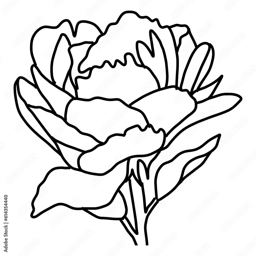 Sketch of Peonies