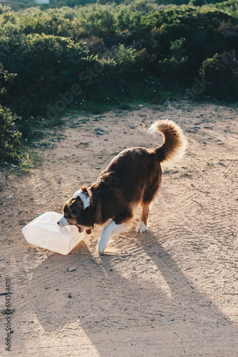 Lustiger Hund trägt Kanister durch die Gegend photo