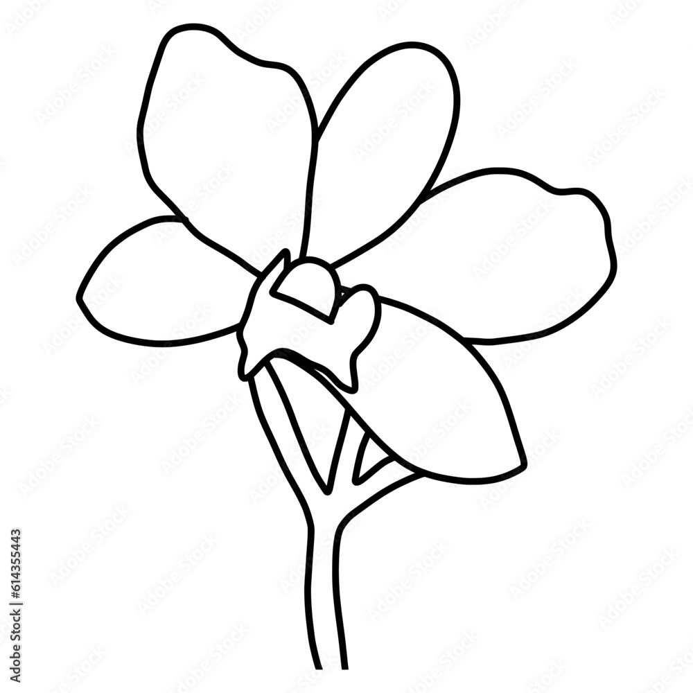 sketch of orchid flower