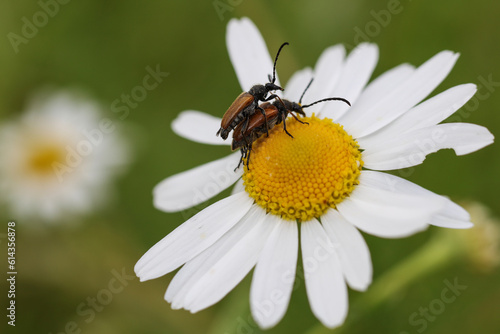 a pair of Paracorymbia maculicornis bugs on a flower