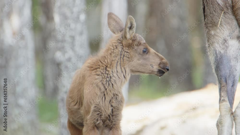 Frontal shot of cute baby European elk with upright ears looking around woodland Frontal shot of cute baby European elk with upright ears looking around woodland