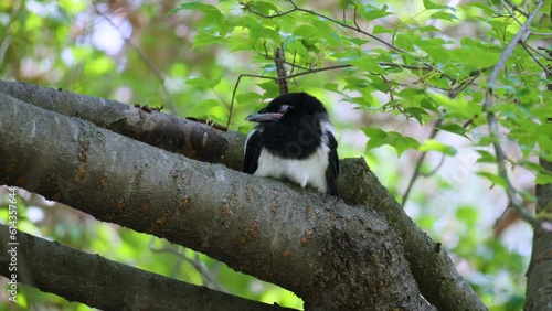 Eurasian Magpie Fledgeling Chick Sleeping Perched on Tree Branch photo