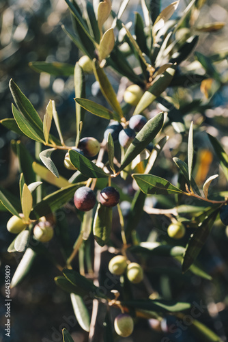Frische Oliven am Olivenbaum