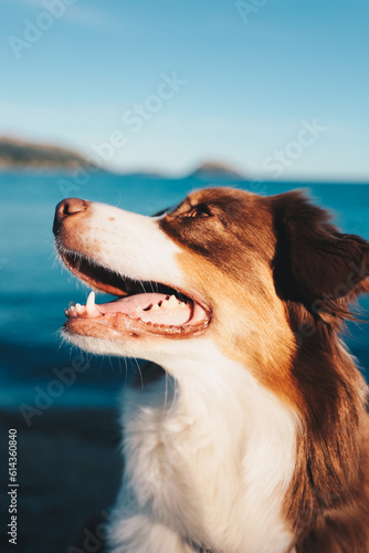 Portrait eines sehr schönen Hundes, Australian Shepherd