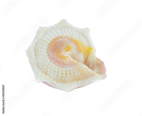 sea shell isolated on transparent png