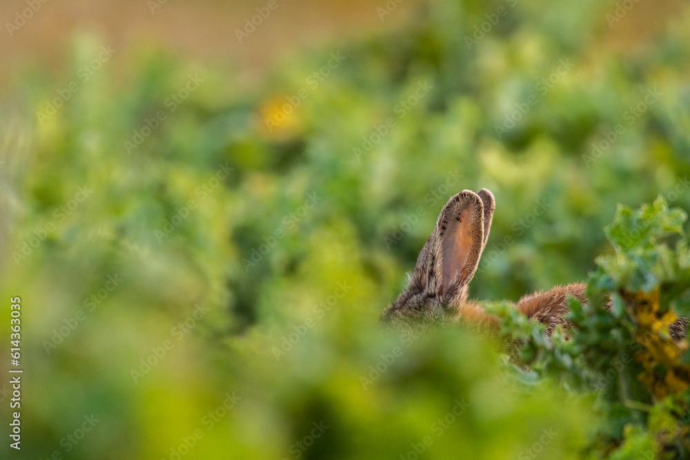 Lapin de garenne ou Lapin commun (Oryctolagus cuniculus)