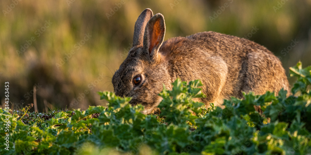 Fototapeta premium Lapin de garenne ou Lapin commun (Oryctolagus cuniculus)