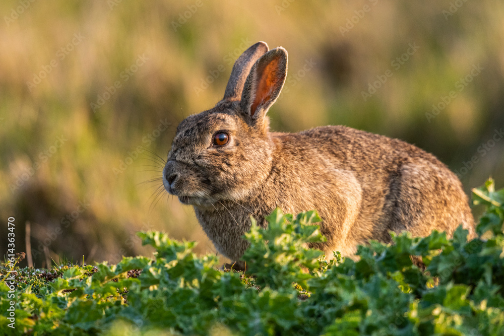 Fototapeta premium Lapin de garenne ou Lapin commun (Oryctolagus cuniculus)