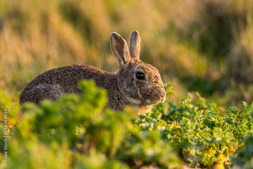 Fototapeta premium Lapin de garenne ou Lapin commun (Oryctolagus cuniculus)