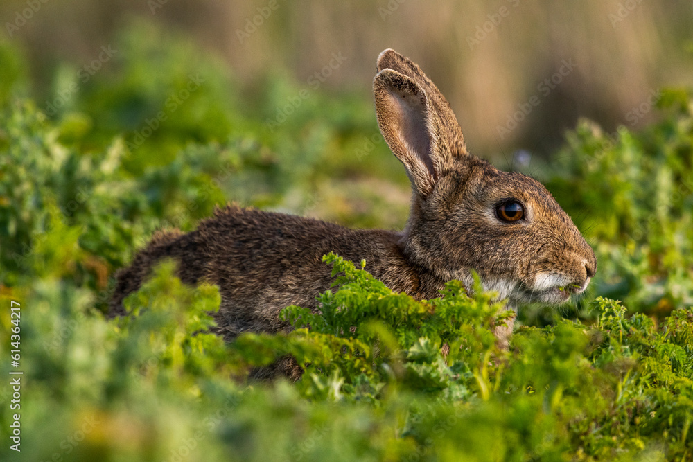 Fototapeta premium Lapin de garenne ou Lapin commun (Oryctolagus cuniculus)