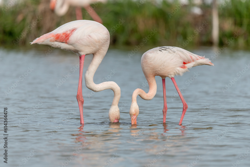 Greater Flamingo (Phoenicopterus roseus) couple in a swamp in spring.