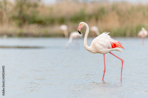 Greater Flamingo  Phoenicopterus roseus  in a swamp in spring.