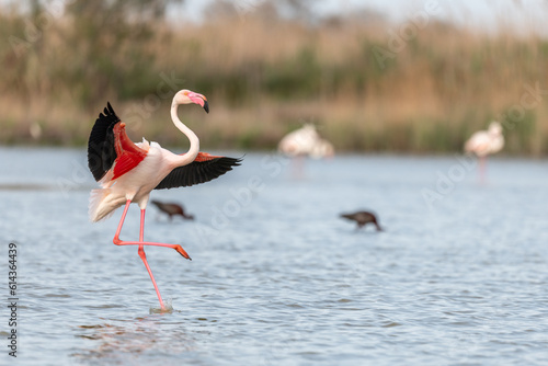 Greater Flamingos (Phoenicopterus roseus) landing in a Camargue pond in spring.