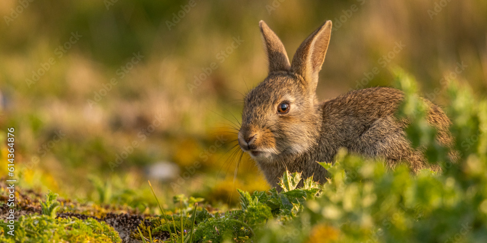 Fototapeta premium Lapin de garenne ou Lapin commun (Oryctolagus cuniculus)