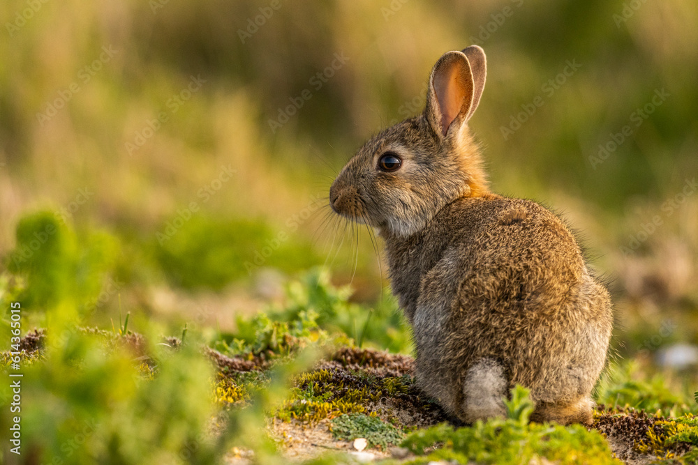Fototapeta premium Lapin de garenne ou Lapin commun (Oryctolagus cuniculus)