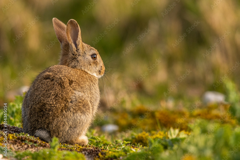 Fototapeta premium Lapin de garenne ou Lapin commun (Oryctolagus cuniculus)