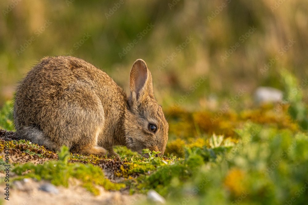 Fototapeta premium Lapin de garenne ou Lapin commun (Oryctolagus cuniculus)