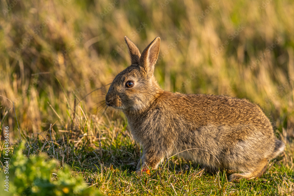 Fototapeta premium Lapin de garenne ou Lapin commun (Oryctolagus cuniculus)