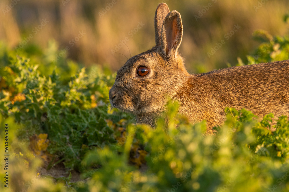 Fototapeta premium Lapin de garenne ou Lapin commun (Oryctolagus cuniculus)