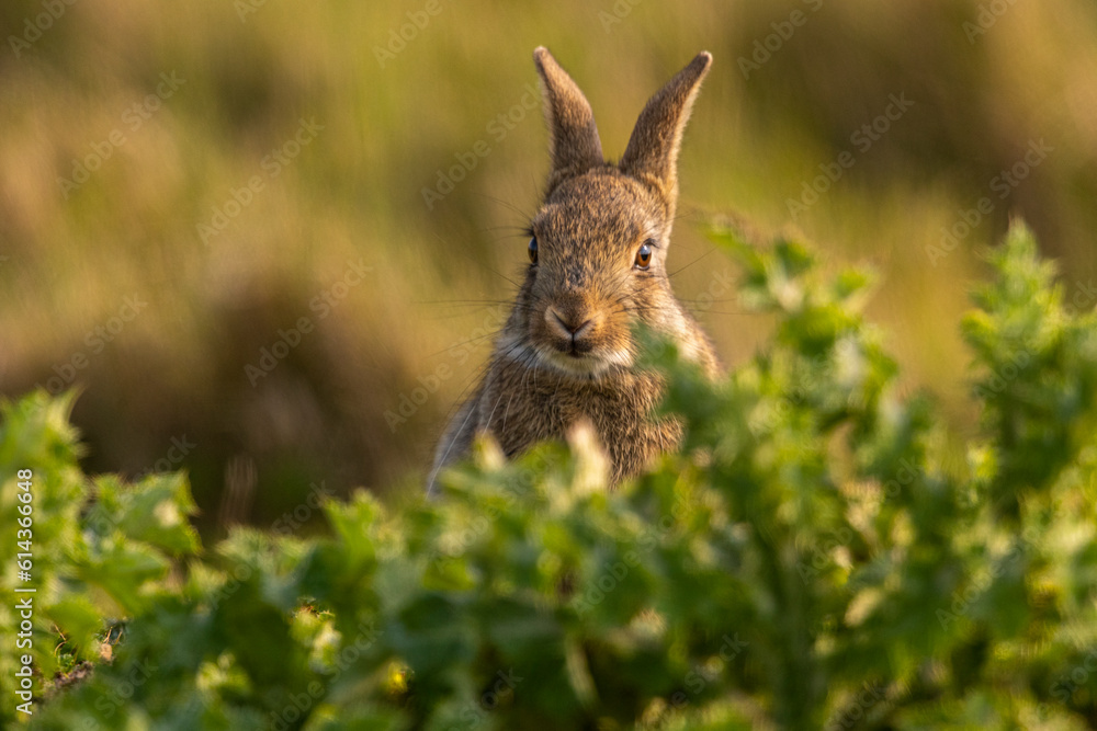 Fototapeta premium Lapin de garenne ou Lapin commun (Oryctolagus cuniculus)