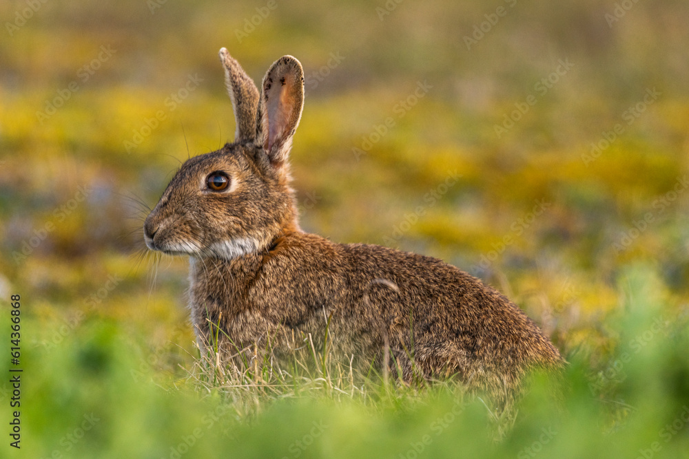 Fototapeta premium Lapin de garenne ou Lapin commun (Oryctolagus cuniculus)
