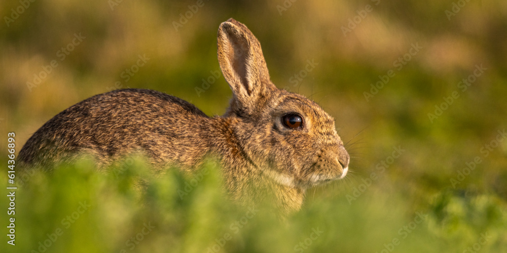 Fototapeta premium Lapin de garenne ou Lapin commun (Oryctolagus cuniculus)