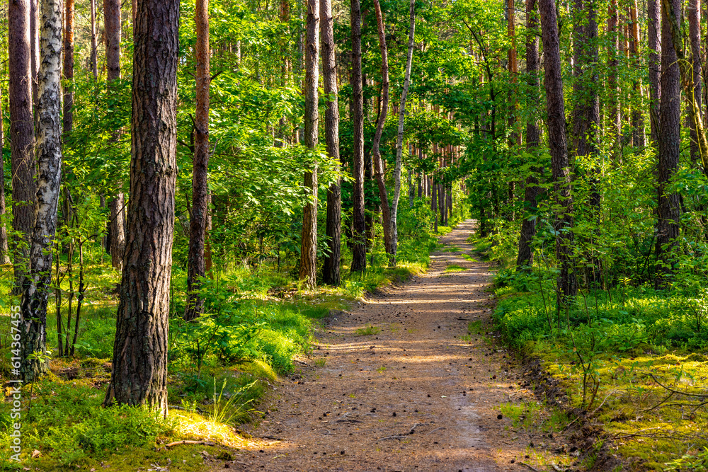 Fototapeta premium Panoramic view of Kampinos forest thicket with spring vivid vegetation on sunny day near Izabelin town in Mazovia region of central Poland