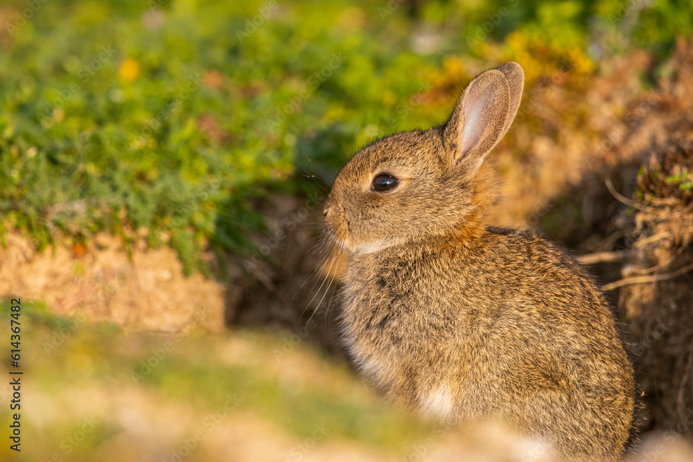 Fototapeta premium Lapin de garenne ou Lapin commun (Oryctolagus cuniculus)