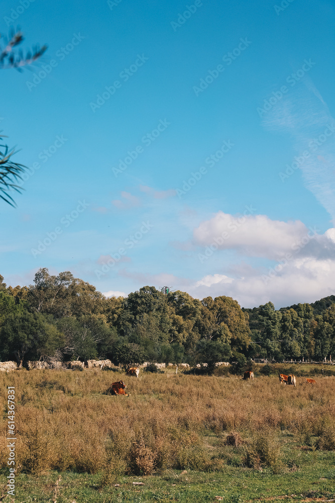 Kühe in Italien auf Sardinien, umgeben von Bäumen
