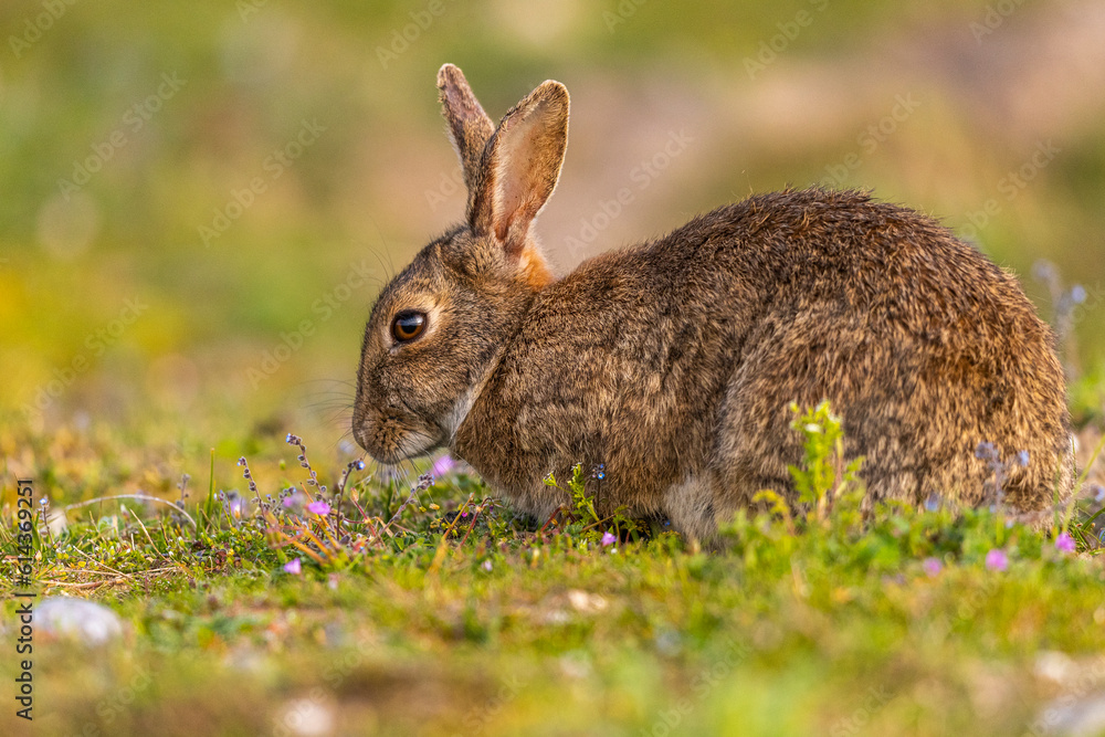 Fototapeta premium Lapin de garenne ou Lapin commun (Oryctolagus cuniculus)