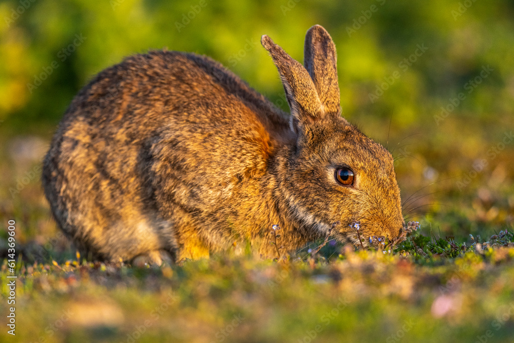 Fototapeta premium Lapin de garenne ou Lapin commun (Oryctolagus cuniculus)