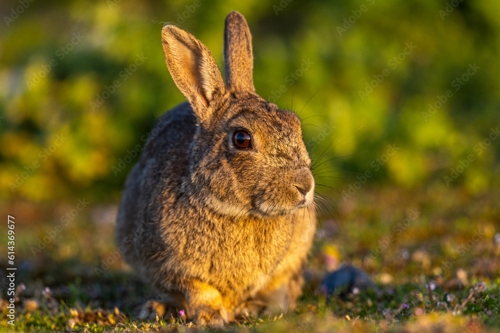 Fototapeta premium Lapin de garenne ou Lapin commun (Oryctolagus cuniculus)