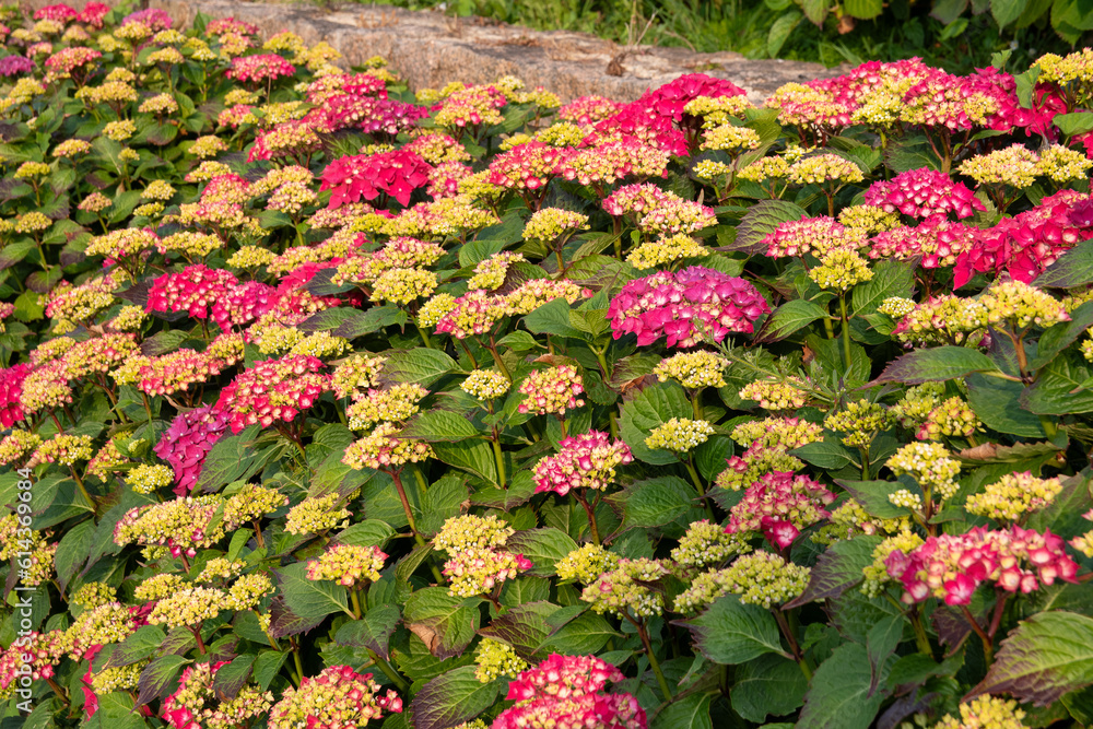 Naklejka premium Magnifiques hortensias du Trégor en Bretagne - France