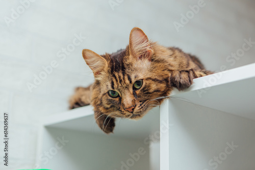 Long-haired charcoal bengal kitty cat laying on the white shelf indoors