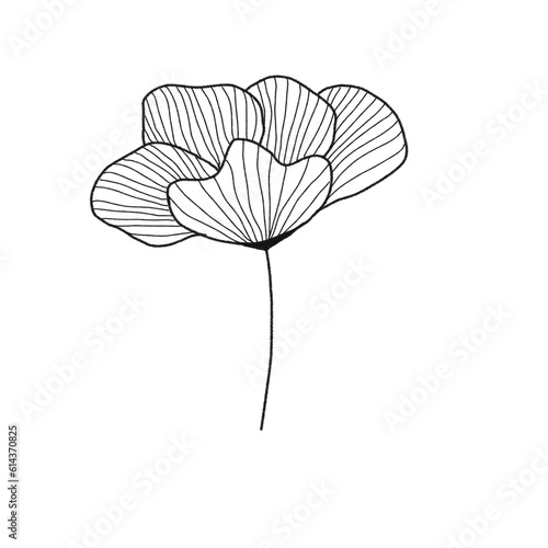 vector poppy flower