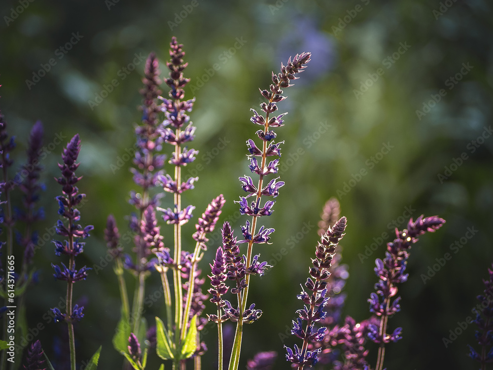 Salvia nemorosa growing in a meadow. Soft morning light. Blurry background, macro photography. Close-up, there are no people Salvia nemorosa growing in a meadow. Soft morning light. Blurry background, macro photography. Close-up, there are no people